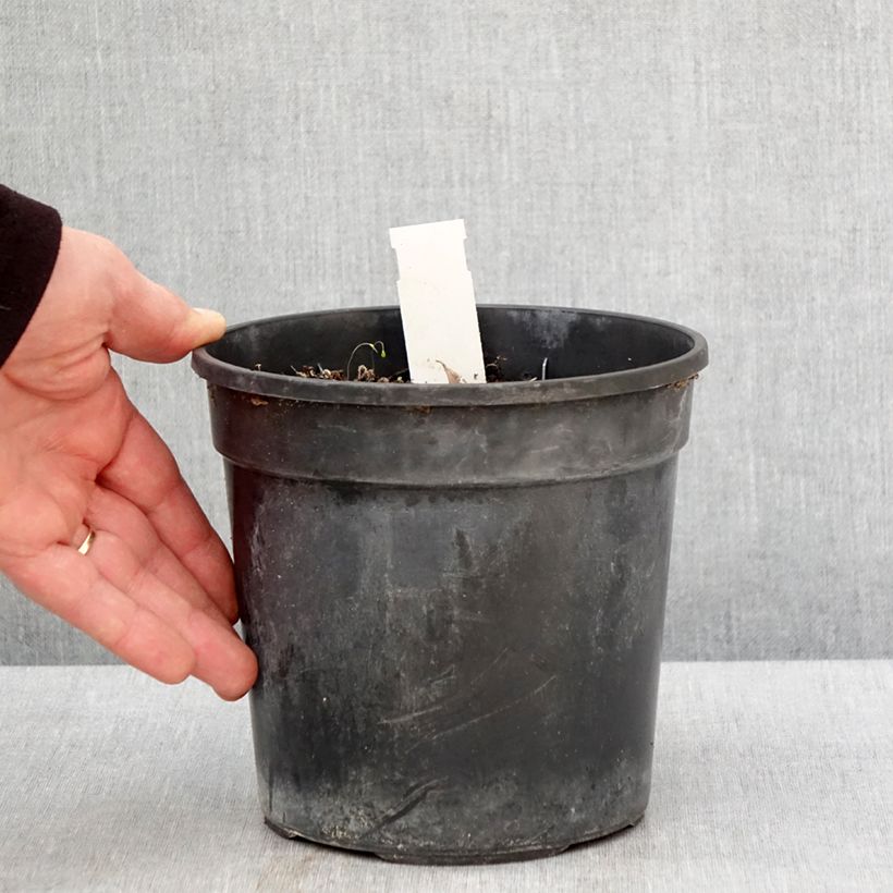 Example of Hemerocallis Final Touch - Emerocallide Vaso da 2L/3L as you get in printemps