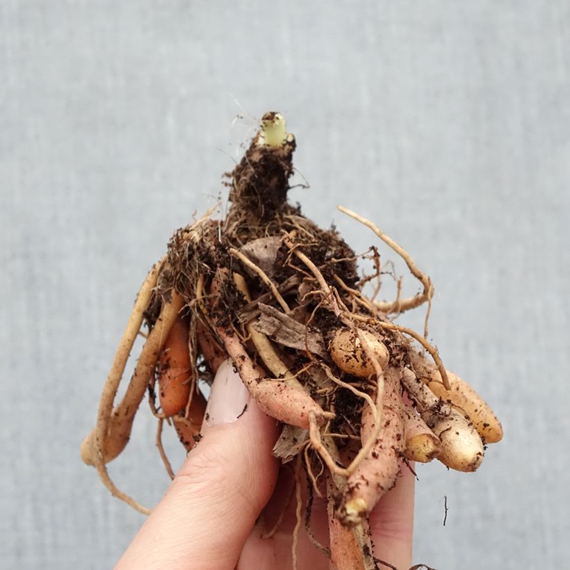 Example of Hemerocallis Final Touch - Emerocallide Piante piccole a radice nuda as you get in hiver