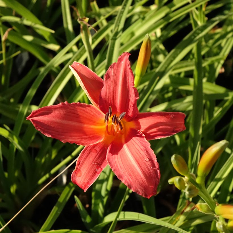 Hemerocallis Flambeau - Emerocallide (Fioritura)