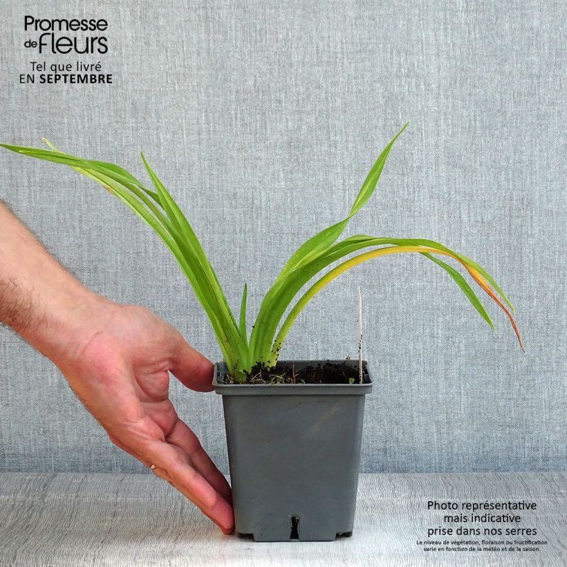 Esemplare di Hemerocallis Flight of The Dragon - Emerocallide Vaso da 1L/1,5L consegnato in estate