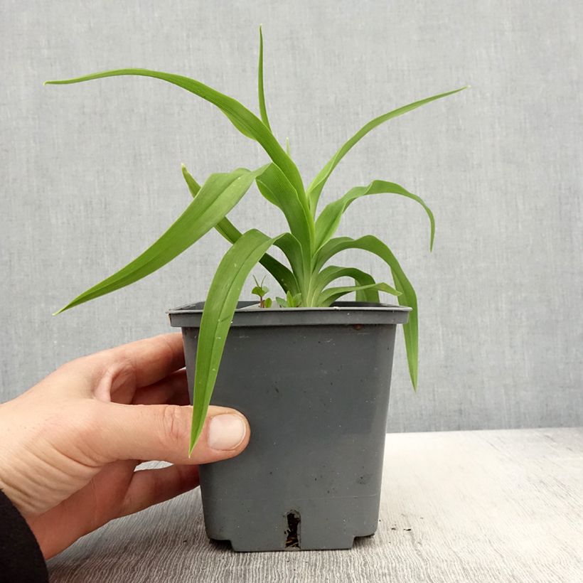 Hemerocallis Flight of The Dragon - Emerocallide Vaso da 1L/1,5L esemplare consegnato in primavera