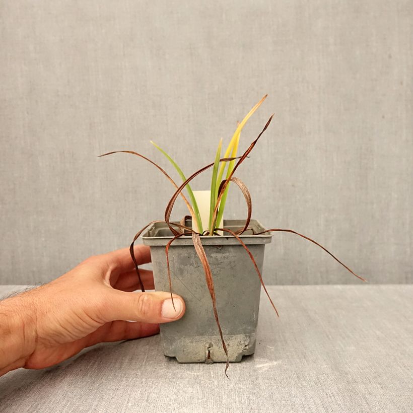 Esemplare di Hemerocallis Graces of Ganymede - Emerocallide Vaso da 1L/1,5L come consegnato in autunno