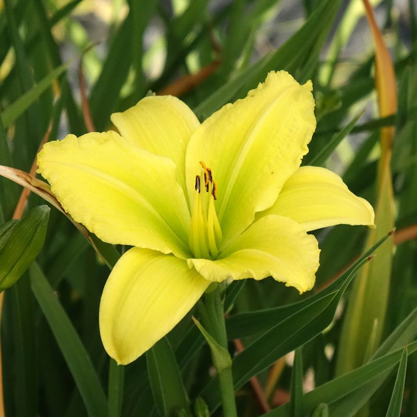Hemerocallis Green Flutter - Emerocallide (Fioritura)