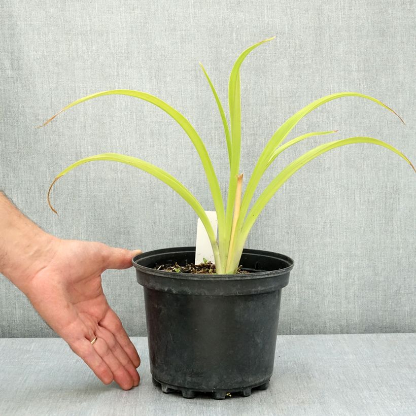 Esemplare di Hémérocalle Happy Returns - Lis d'un jour jaune citron Pot de 2L/3L consegnato in estate