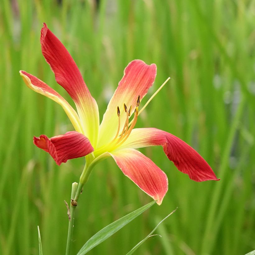 Hemerocallis Hot Wheels - Emerocallide (Flowering)