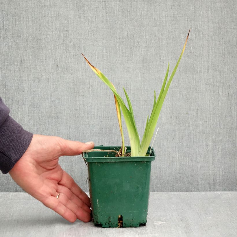 Esemplare di Hemerocallis Jason Salter - Emerocallide Vaso da 1L/1,5L come consegnato in autunno