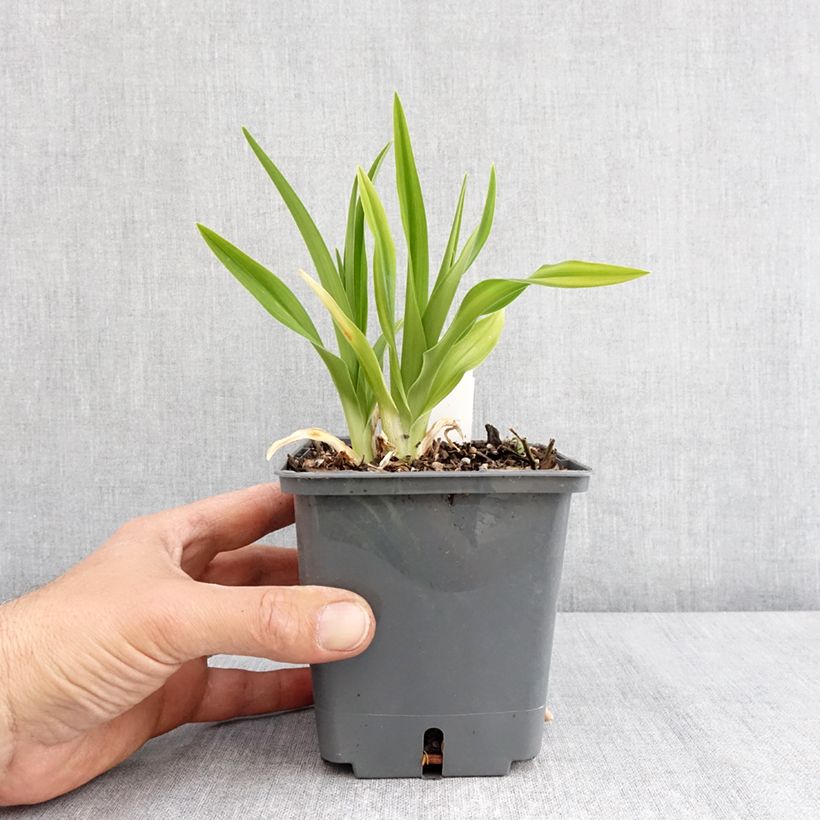 Hemerocallis Land of Cotton - Emerocallide Vaso da 1L/1,5L esemplare consegnato in primavera