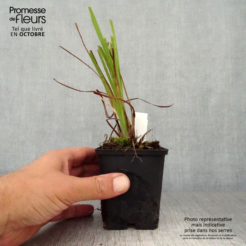Esemplare di Hemerocallis lilioasphodelus - Giglio dorato Vasetto da 8/9 cm come consegnato in autunno