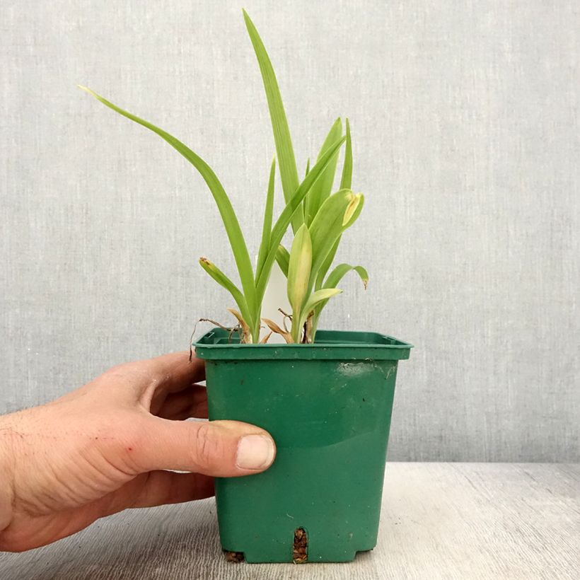 Example of Hemerocallis Luxury Lace - Emerocallide Vaso da 1L/1,5L as you get in printemps