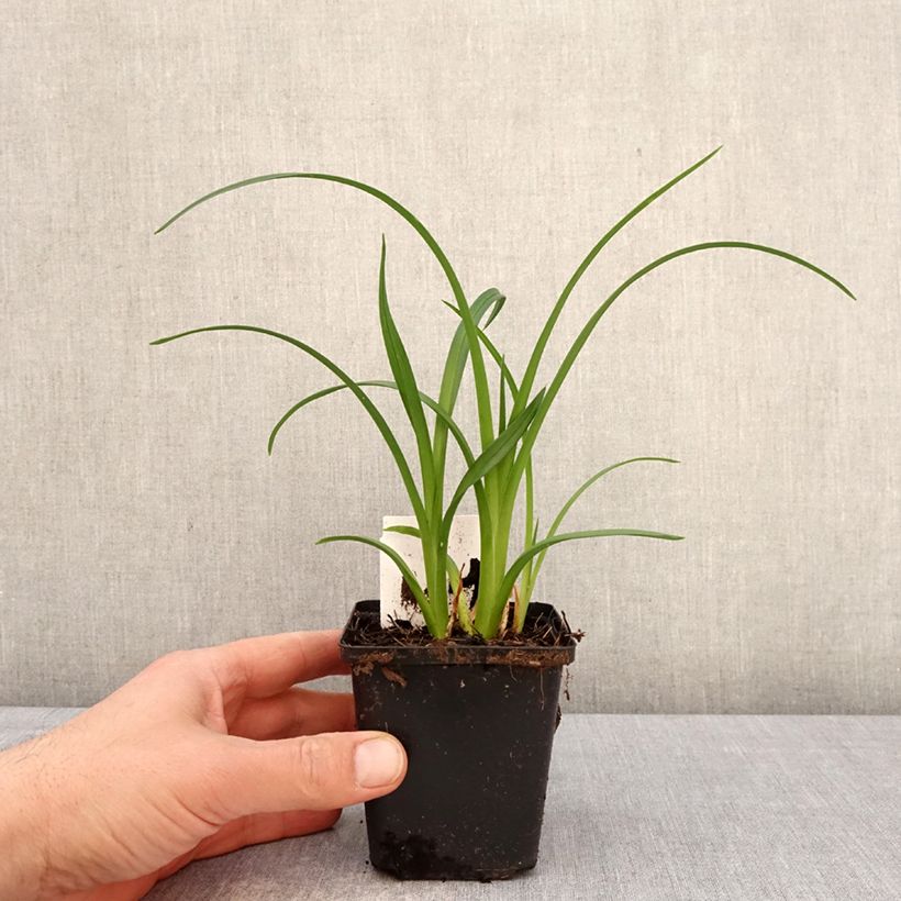 Hemerocallis Mauna Loa - Emerocallide Vasetto da 8/9 cm esemplare consegnato in primavera