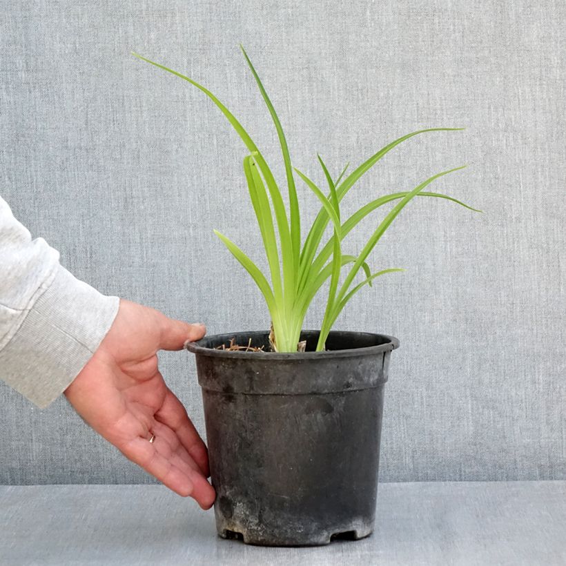 Hemerocallis Mauna Loa - Emerocallide Vaso da 2L/3L esemplare consegnato in primavera