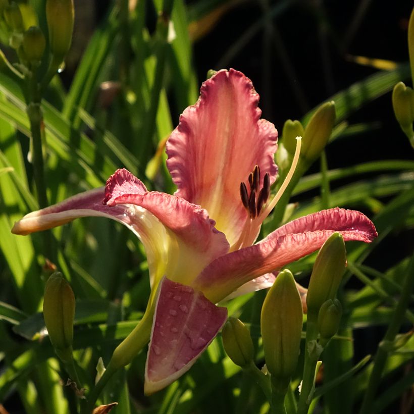 Hemerocallis Mildred Mitchell - Emerocallide (Fioritura)