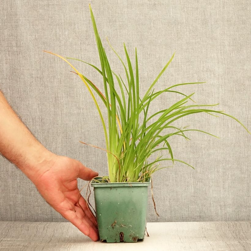 Esemplare di Hemerocallis Mini stella - Emerocallide Vaso da 1L/1,5L consegnato in estate
