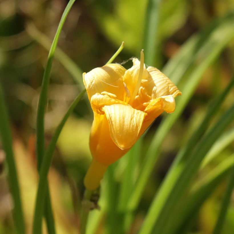 Hemerocallis Mini stella - Emerocallide (Fioritura)