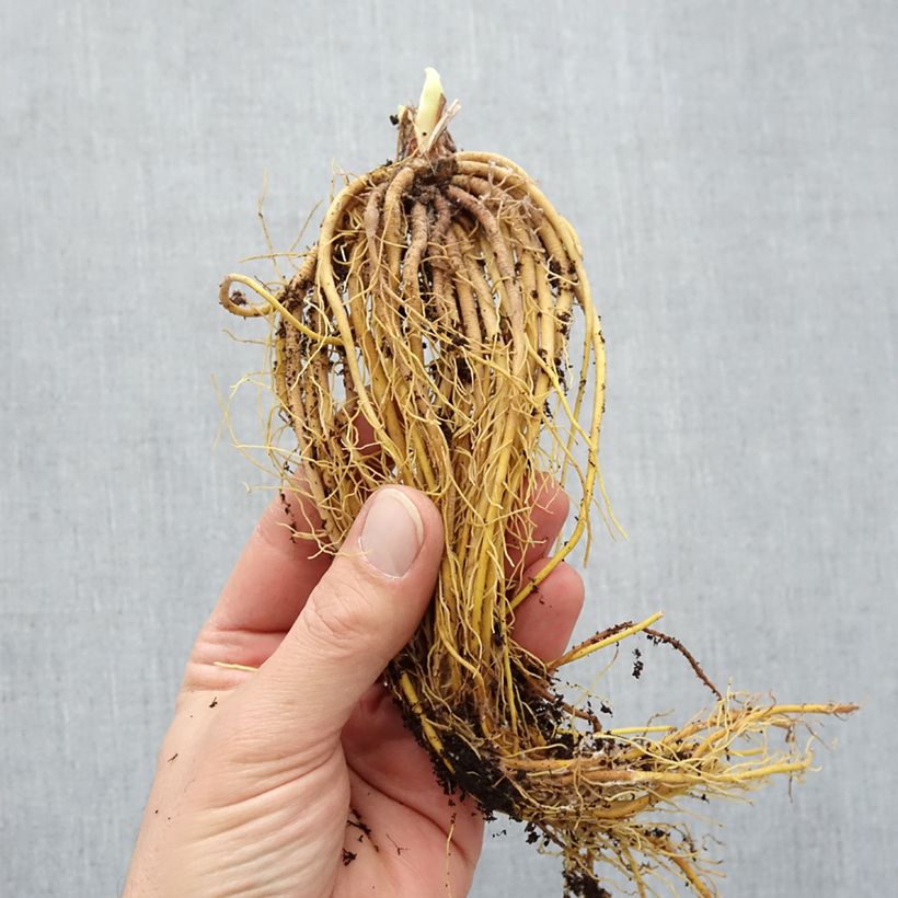Hemerocallis Mini stella - Emerocallide Piante piccole a radice nuda esemplare consegnato in inverno
