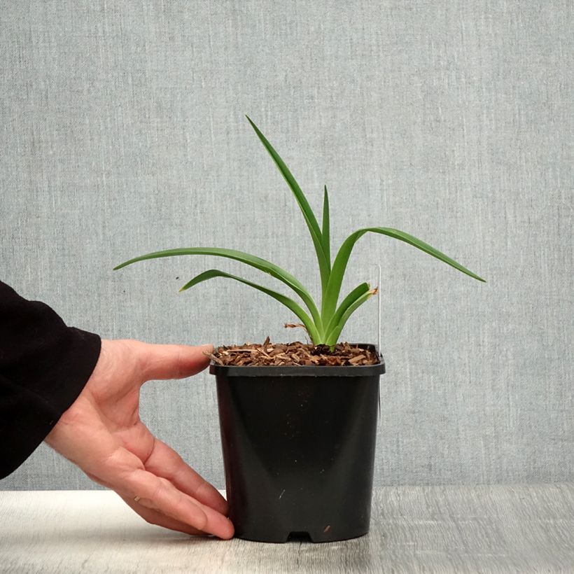 Hemerocallis Moonlight Masquerade - Emerocallide Vaso da 1,5L/2L esemplare consegnato in primavera