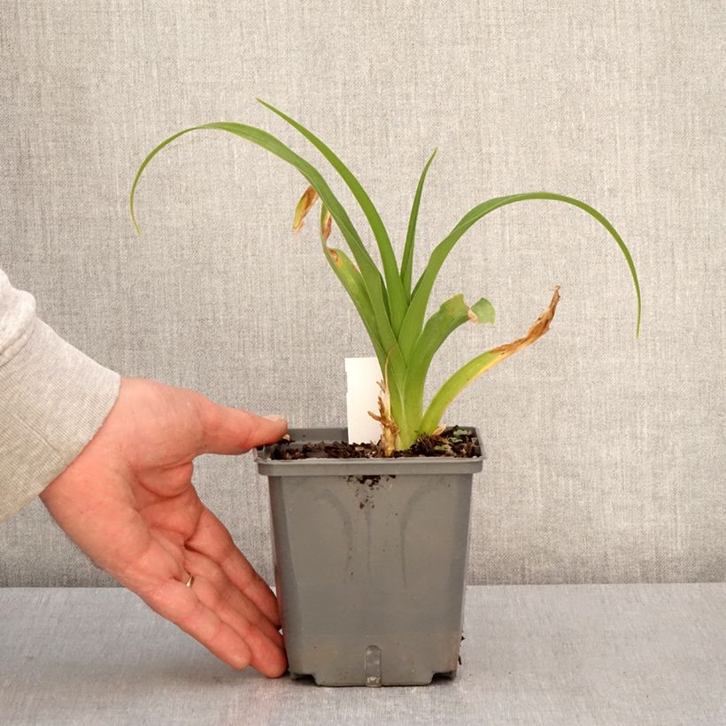 Hemerocallis Nagasaki - Emerocallide Vaso da 1L/1,5L esemplare consegnato in primavera