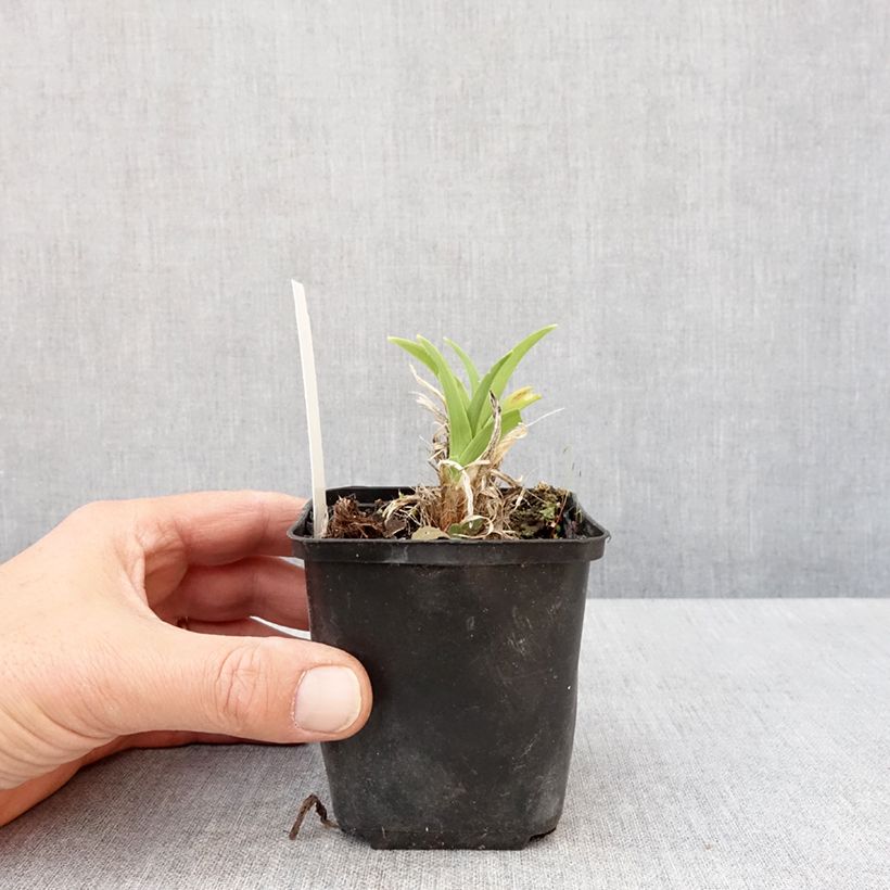 Hemerocallis Olive Bailey Langdon - Emerocallide Vasetto da 8/9 cm esemplare consegnato in primavera