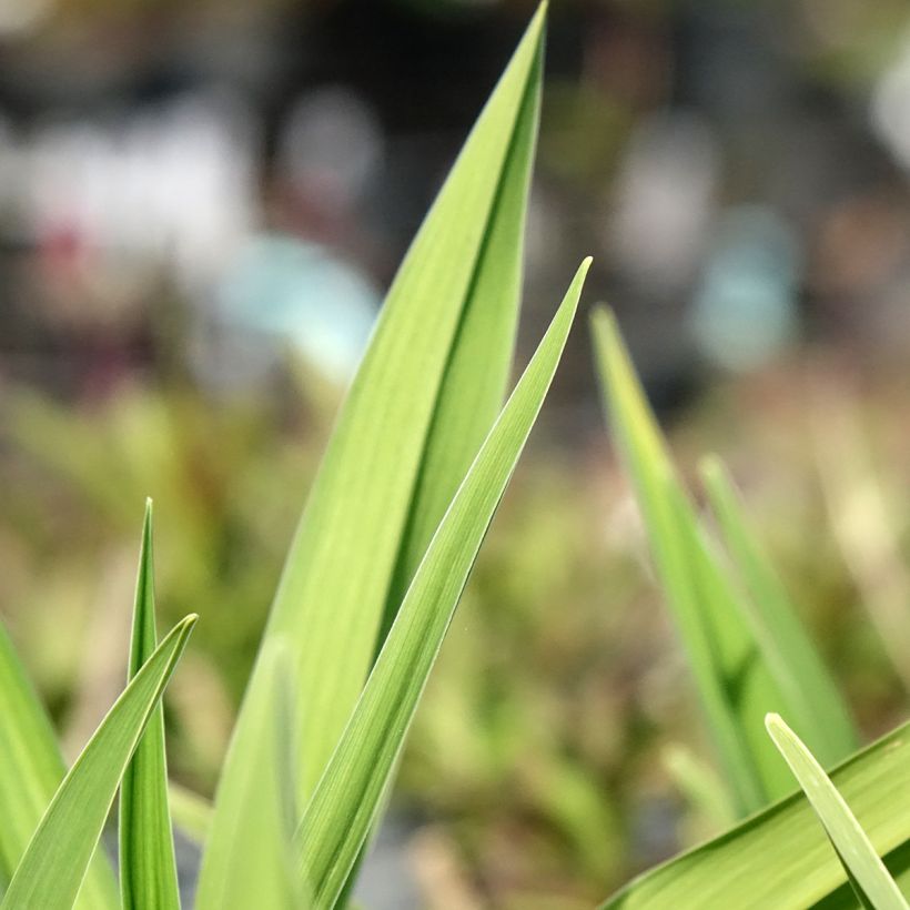 Hemerocallis On and On - Emerocallide (Fogliame)