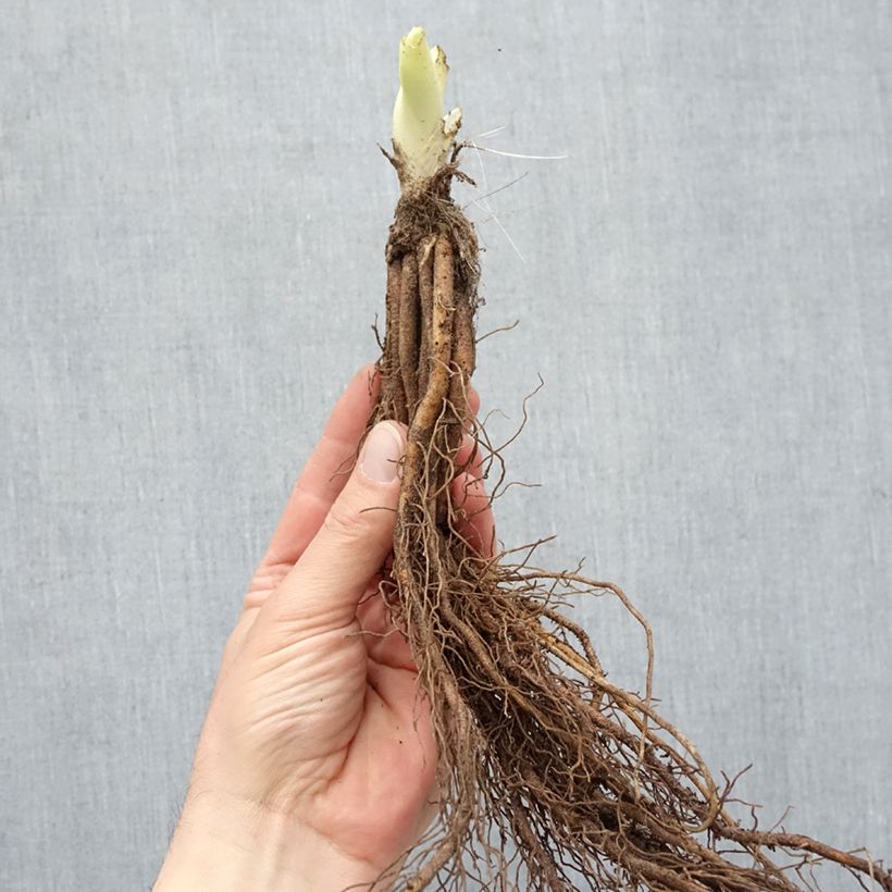 Hemerocallis Gentle Shepherd - Emerocallide Piante piccole a radice nuda esemplare consegnato in inverno