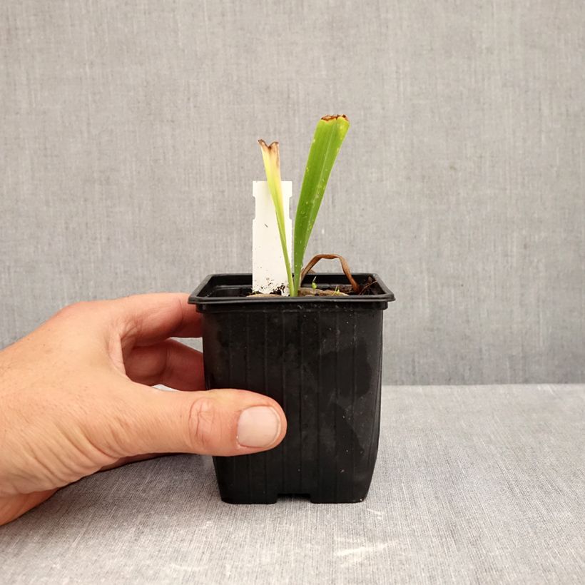 Esemplare di Hemerocallis Patricia Jojo - Emerocallide Vasetto da 8/9 cm come consegnato in autunno
