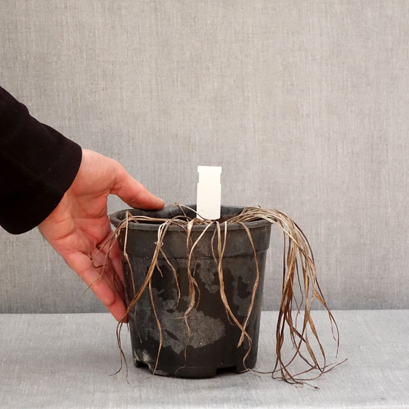 Hémérocalle Pardon Me - Lis d'un jour rouge sombre. Pot de 2L/3L esemplare consegnato in inverno