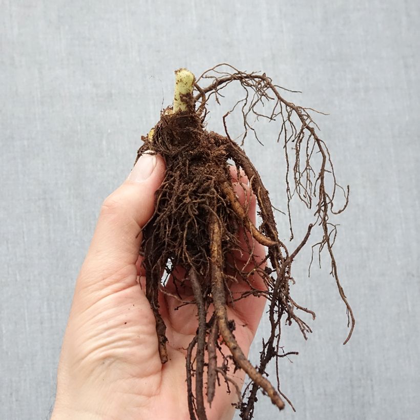 Example of Hemerocallis Pardon Me - Emerocallide Piante piccole a radice nuda as you get in hiver