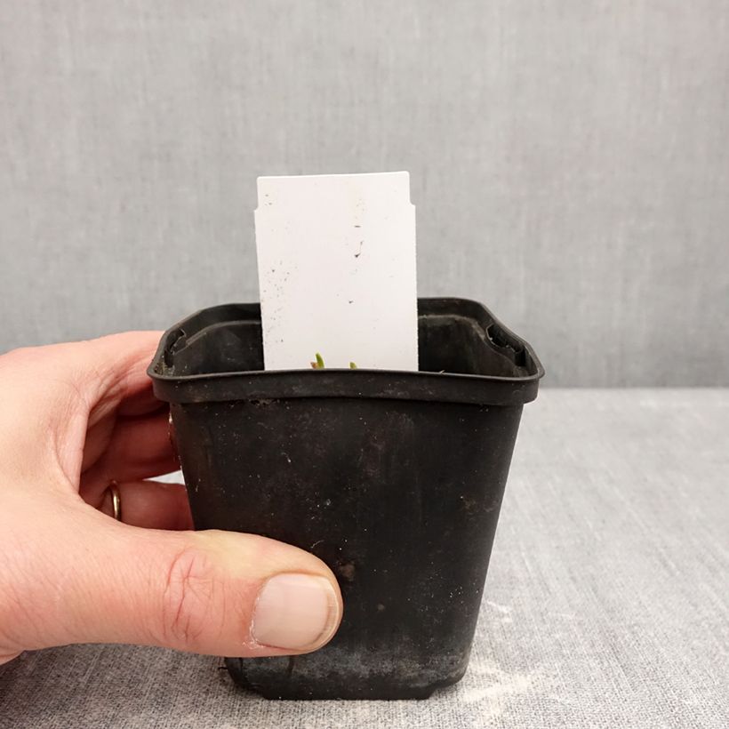 Hemerocallis Piano Man - Emerocallide Vasetto da 8/9 cm esemplare consegnato in inverno