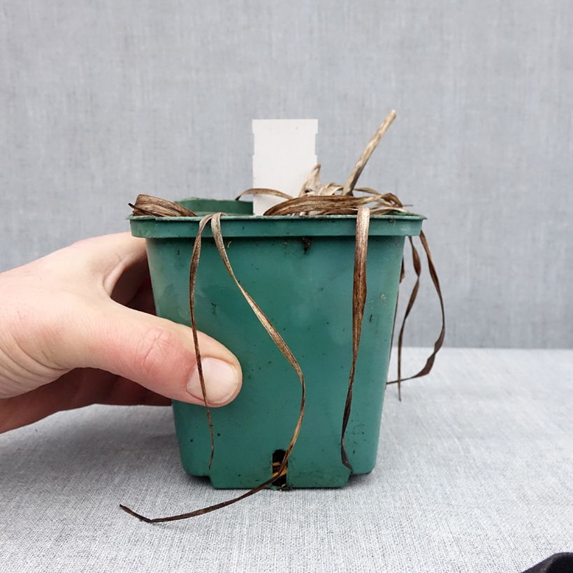 Hemerocallis Prague Spring - Emerocallide Vaso da 1L/1,5L esemplare consegnato in inverno