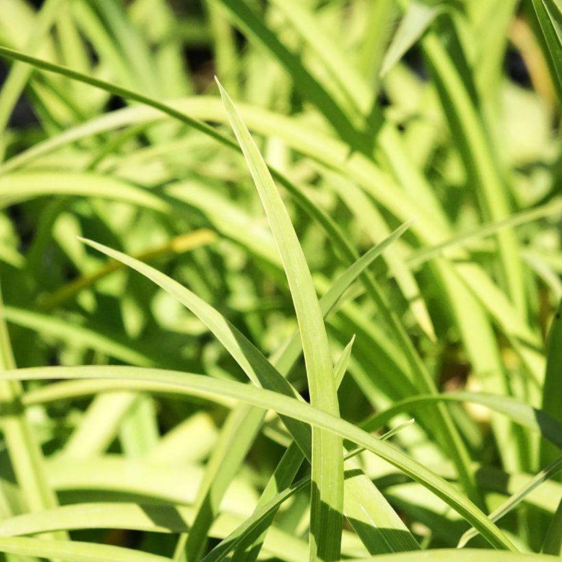 Hemerocallis Prairie Blue Eyes - Emerocallide (Fogliame)