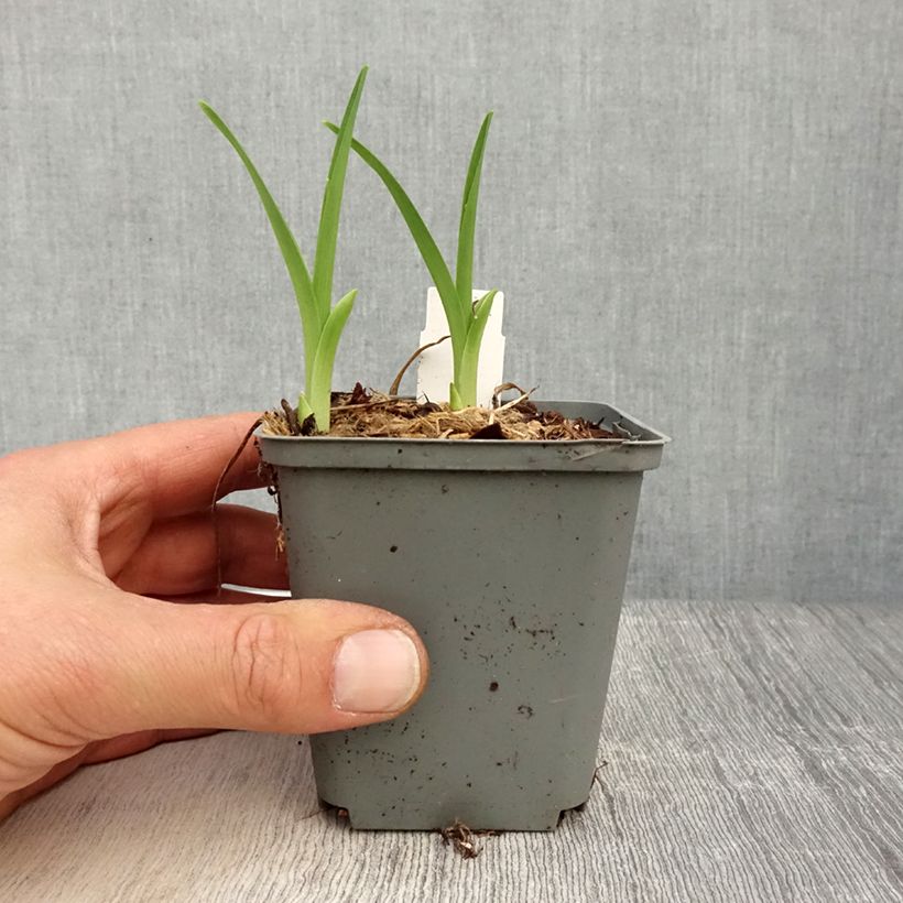 Hemerocallis Prairie Blue Eyes - Emerocallide Vasetto da 8/9 cm esemplare consegnato in primavera