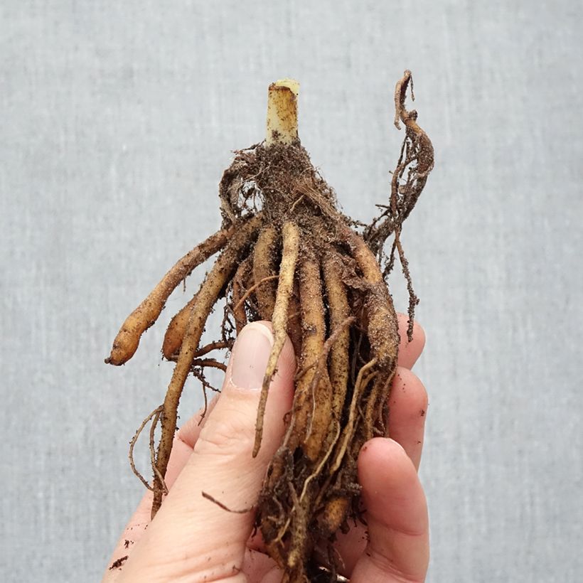 Hemerocallis Sabine Baur - Emerocallide Piante piccole a radice nuda esemplare consegnato in inverno