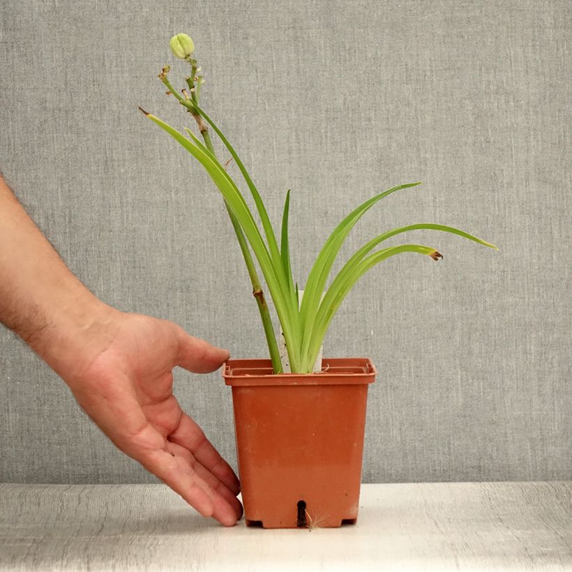 Esemplare di Hemerocallis Siloam Ribbon Candy - Emerocallide Vaso da 1L/1,5L consegnato in estate