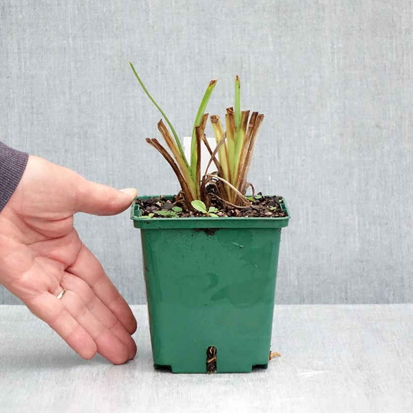 Esemplare di Hemerocallis Siloam Virginia Henson - Emerocallide Vaso da 1L/1,5L come consegnato in autunno