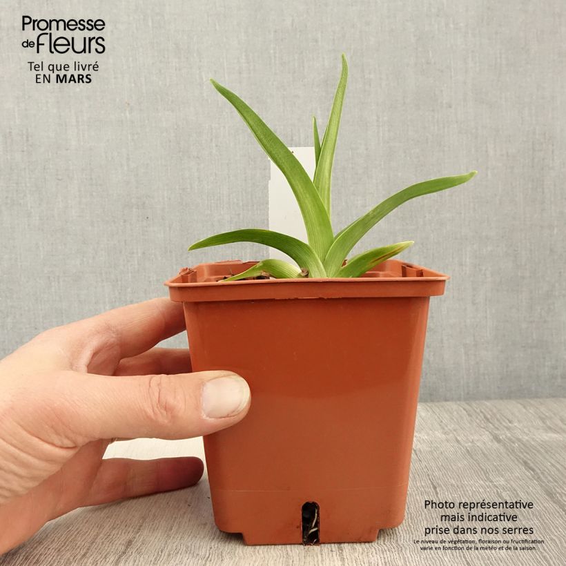 Hemerocallis Siloam Virginia Henson - Emerocallide Vaso da 1L/1,5L esemplare consegnato in primavera