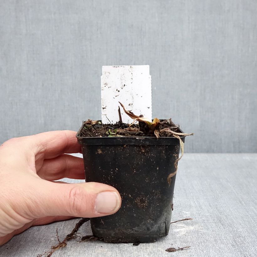 Hemerocallis Snowy Eyes - Emerocallide Vasetto da 8/9 cm esemplare consegnato in inverno