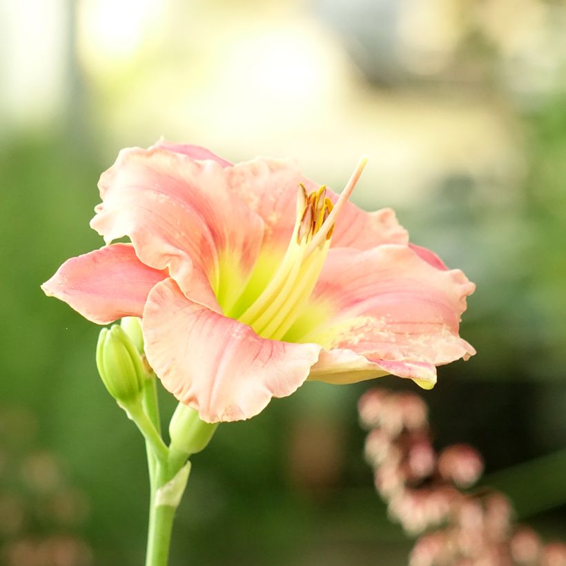Hemerocallis Strawberry Candy - Emerocallide (Flowering)