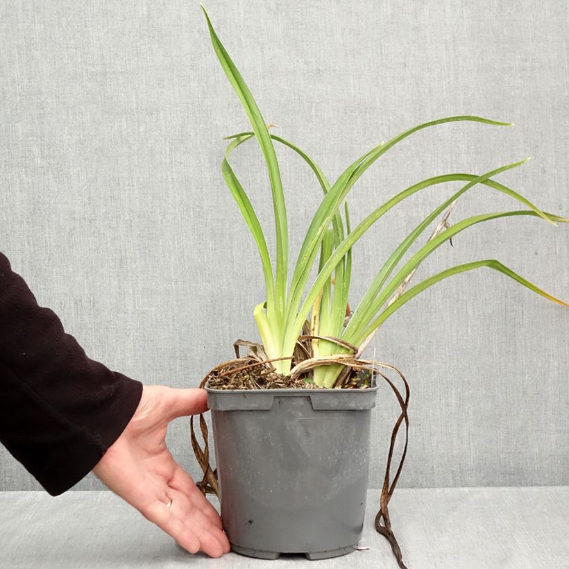 Esemplare di Hemerocallis Strawberry Candy - Emerocallide Vaso da 2L/3L come consegnato in autunno