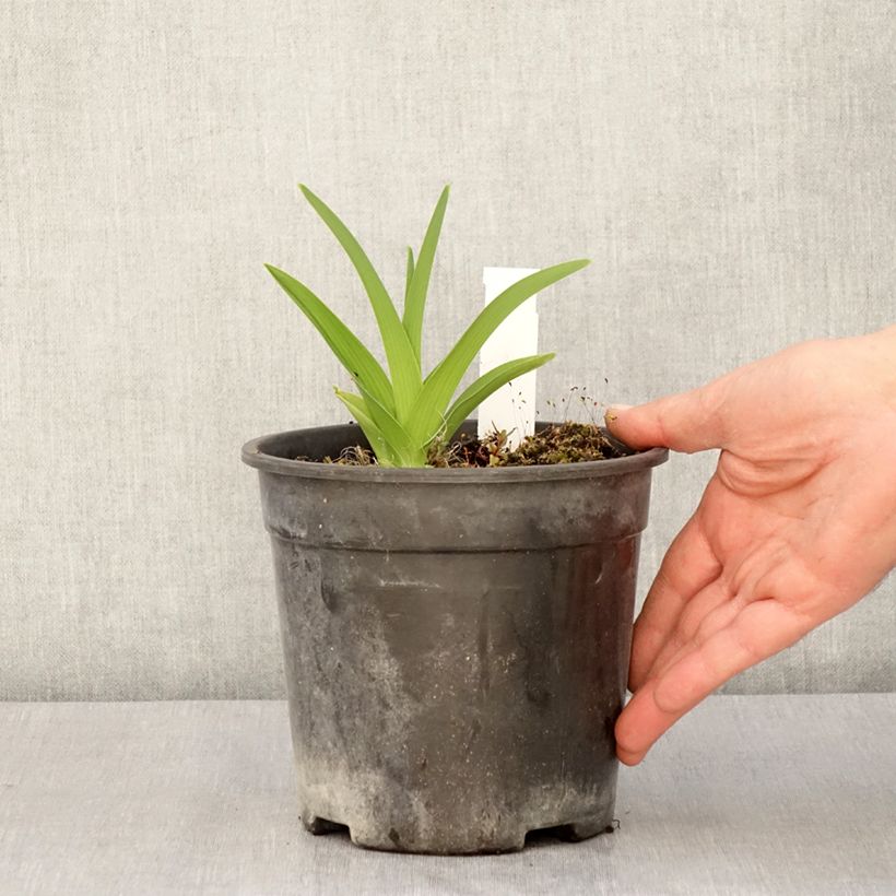 Example of Hemerocallis Strawberry Candy - Emerocallide Vaso da 2L/3L as you get in printemps