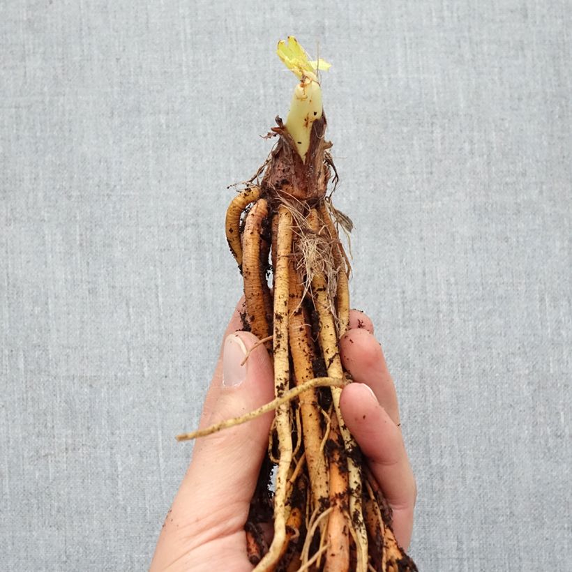 Example of Hemerocallis Strawberry Candy - Emerocallide Piante piccole a radice nuda as you get in hiver