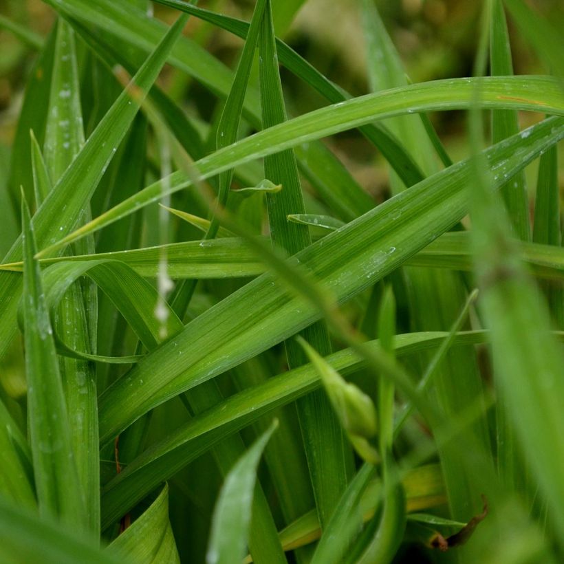 Hemerocallis Summer Wine - Emerocallide (Foliage)