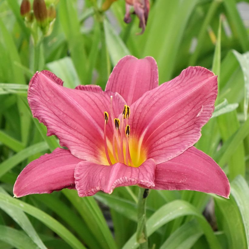 Hemerocallis Summer Wine - Emerocallide (Flowering)
