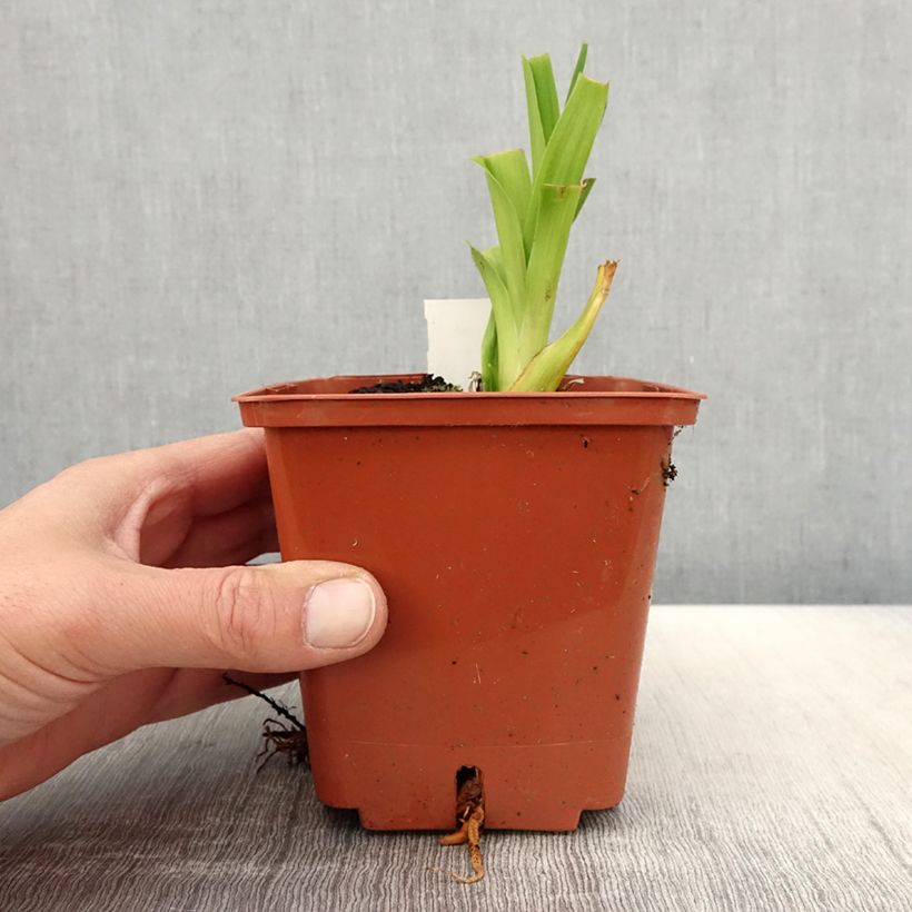 Hemerocallis Veins of Truth - Emerocallide Vaso da 1L/1,5L esemplare consegnato in primavera