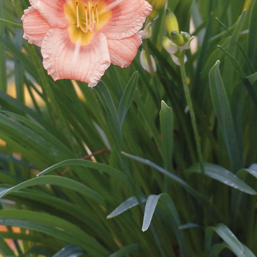 Hemerocallis Everydaylily Rose - Emerocallide (Foliage)