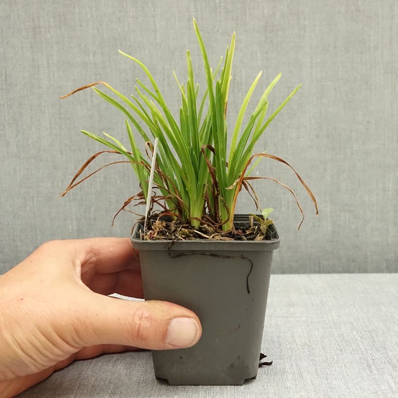 Esemplare di Hemerocallis Everydaylily Rose - Emerocallide Vasetto da 8/9 cm consegnato in estate