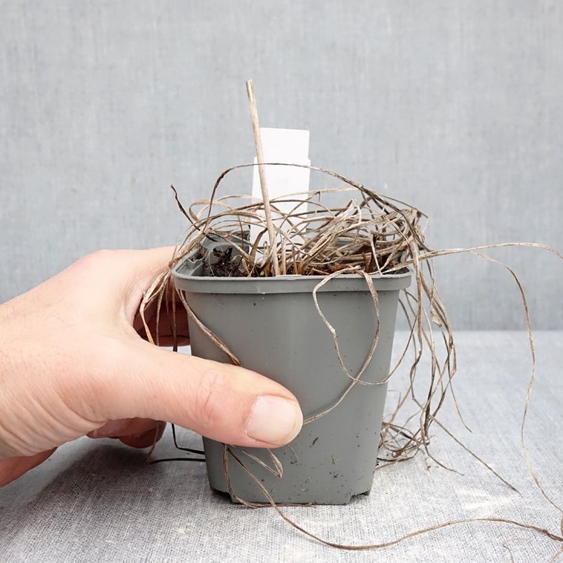 Example of Hemerocallis Everydaylily Rose - Emerocallide Vasetto da 8/9 cm as you get in hiver