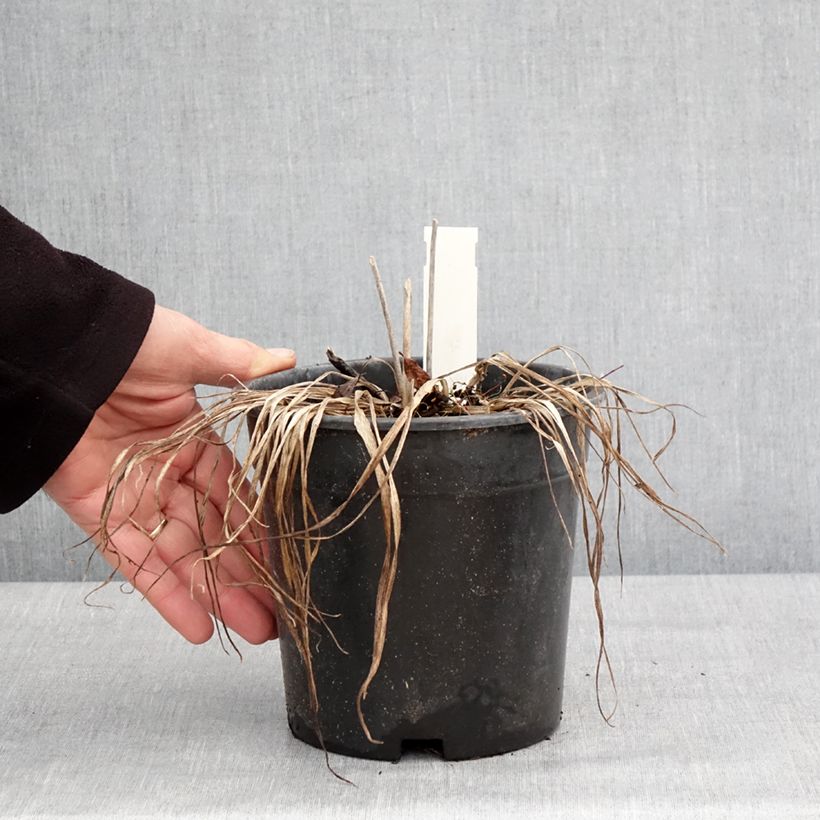 Example of Hemerocallis Everydaylily Rose - Emerocallide Vaso da 2L/3L as you get in hiver