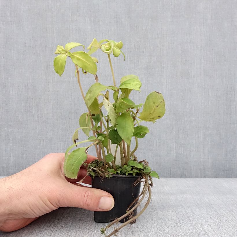 Hemiboea subcapitata Godet de 8/9 cm esemplare consegnato in inverno