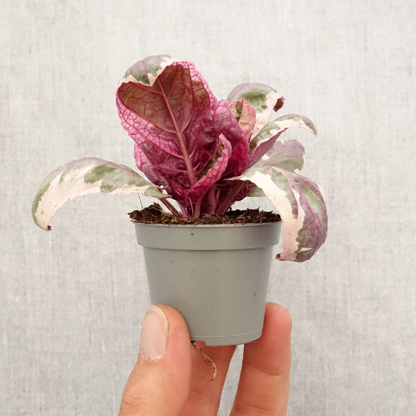 Hemigraphis Snow White mini-pianta esemplare consegnato in primavera