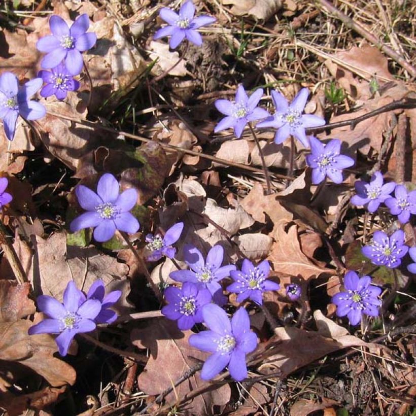 Hepatica nobilis - Erba trinità (Plant habit)